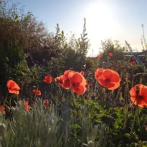 Сasa de vacaciones Casa Ben Abora, Las Rosas (El Hierro)